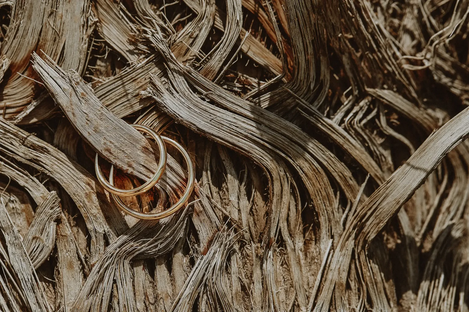 Lida and Kiriakos’s gold wedding rings nestled in textured palm bark