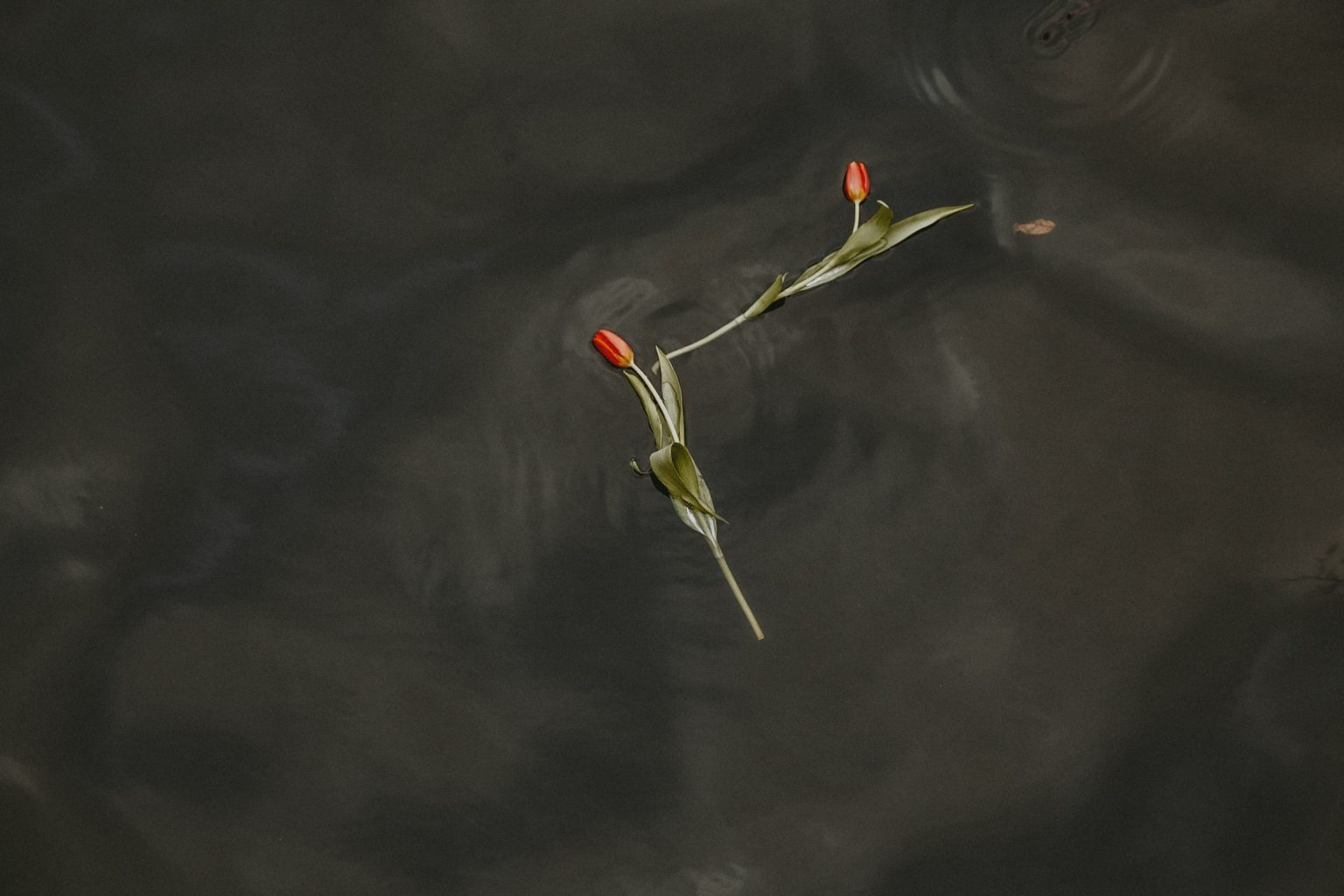Two red tulips floating on the dark surface of an Amsterdam canal.