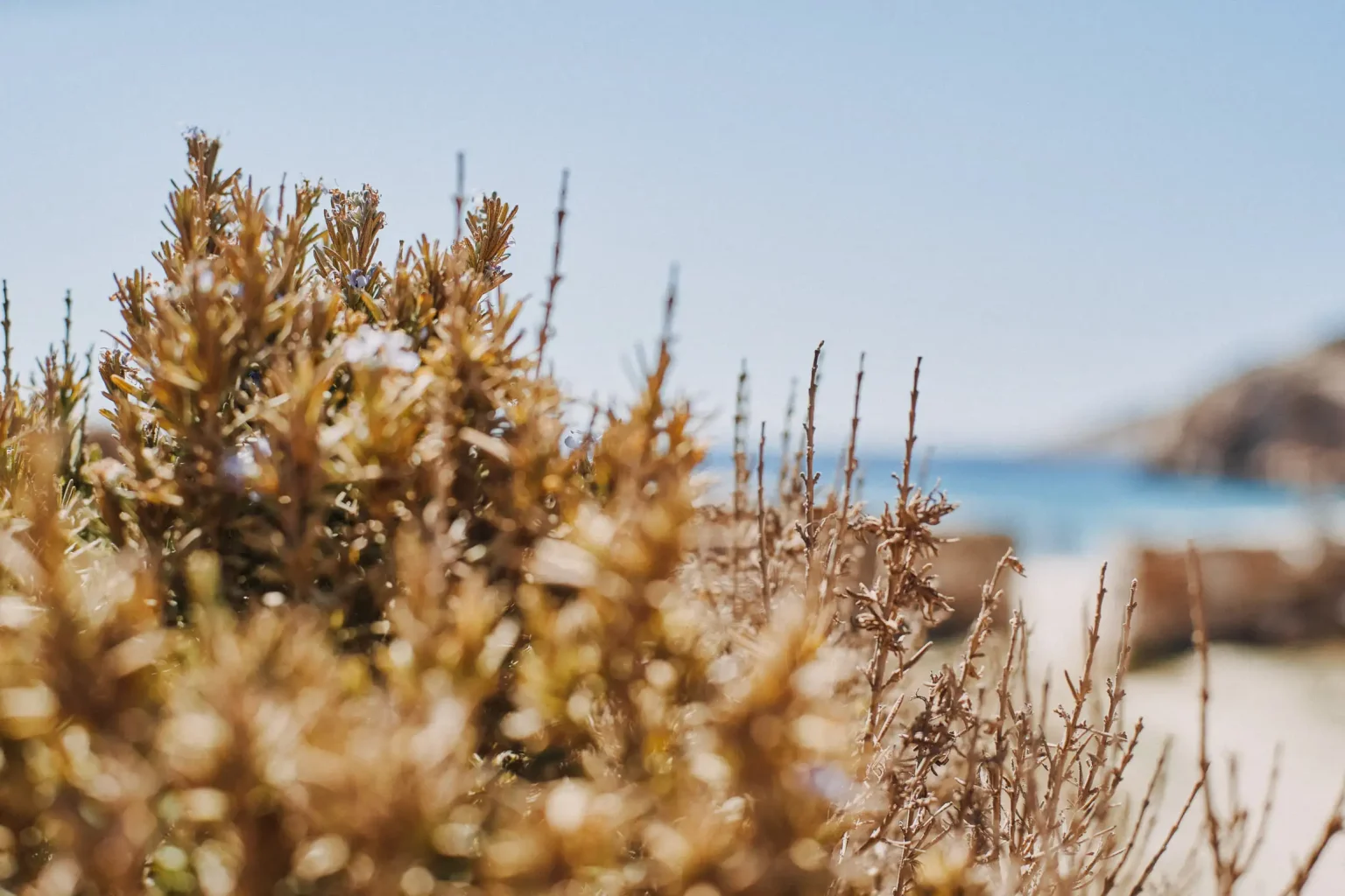 Sunlit coastal shrubs with the beach and blue sea softly blurred behind them in Donoussa.